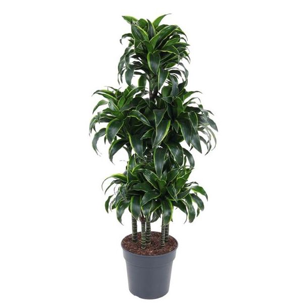 Elegante Dracaena Dorado Carrousel 200 cm - Sierlijke en Onderhoudsvriendelijke Kamerplant