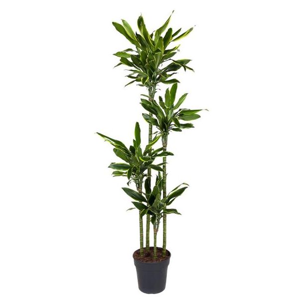 Gouden Kust Drakenplant / Dracaena Golden Coast - ca. 1.70 m hoog - potdiameter ø27 cm