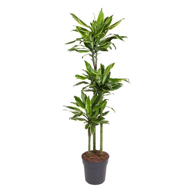 Stijlvolle Dracaena Golden Coast 160 cm – Gouden Kust Drakenplant voor Elk Interieur