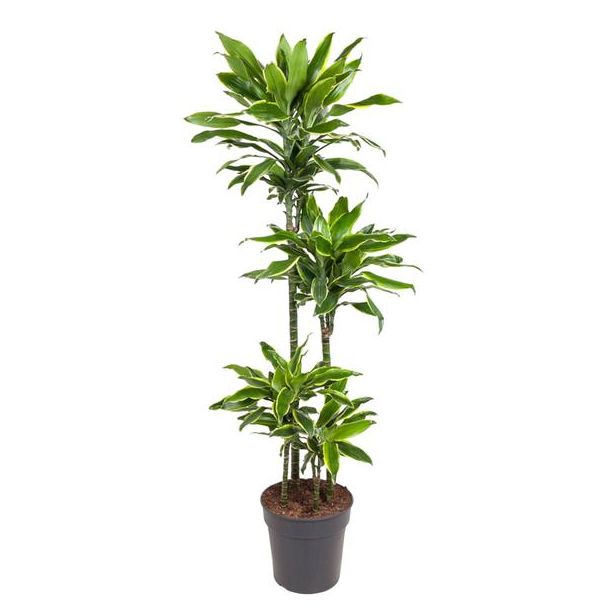 Gouden Kust Dracaena 140 cm – Elegant, Onderhoudsarm en Luchtzuiverend