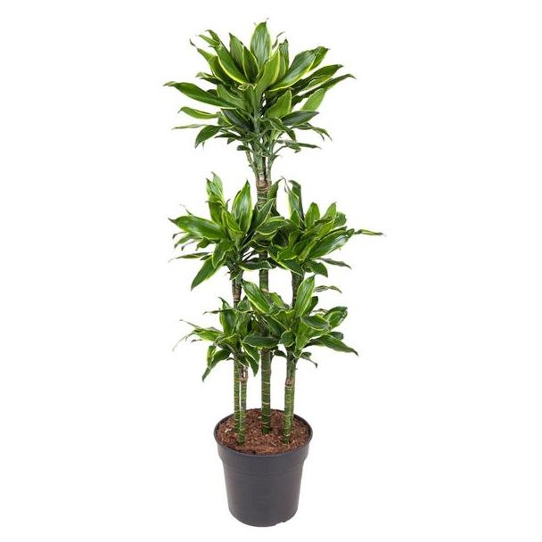 Dracaena Golden Coast Carrousel 150 cm – Trendy Kamerplant met Gouden Accenten