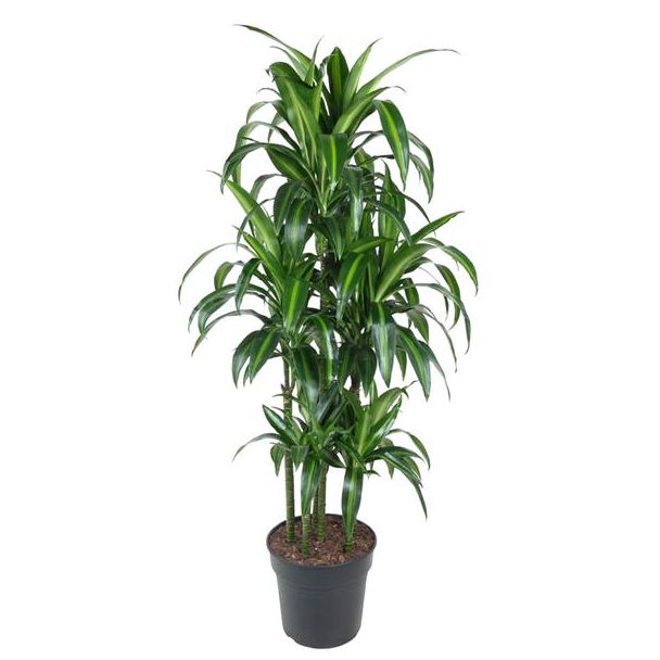 Stijlvolle Tropische Plant - Dracaena Hawaiiana Carrousel 150 cm - ø31 cm