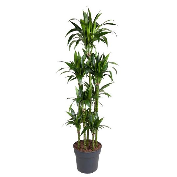 Luxe Dracaena Janet Craig Carrousel - 180 cm - ø34: Perfect voor een Groene Touch