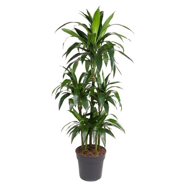 Dracaena Janet Craig 150 cm | Slanke, Onderhoudsarme Plant voor Thuis of Kantoor