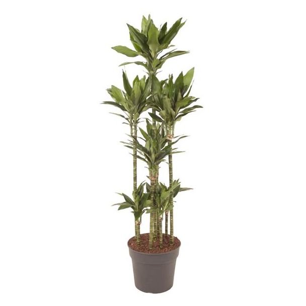 Dracaena Janet Lind Carrousel 170 cm hoog | Drakenplant Ø27 voor Elegante en Gezonde Binnenruimtes