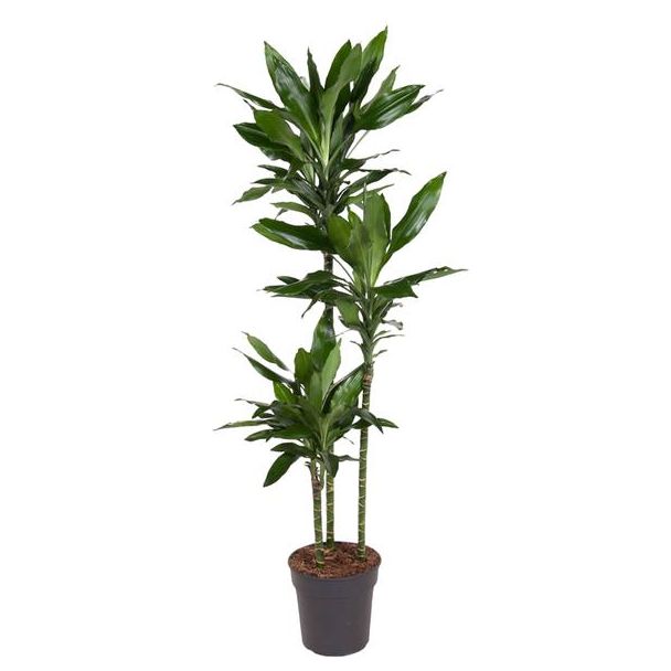 Dracaena Janet Lind - 160 cm - ø24 - De Perfecte Groene Aanvulling voor Iedere Binnenruimte