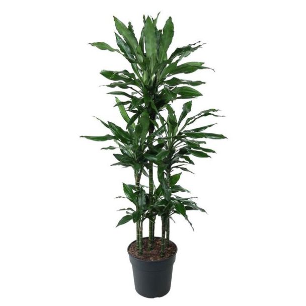 Dracaena Janet Lind Carrousel - 140 cm - Natuurlijke Sfeer voor Thuis