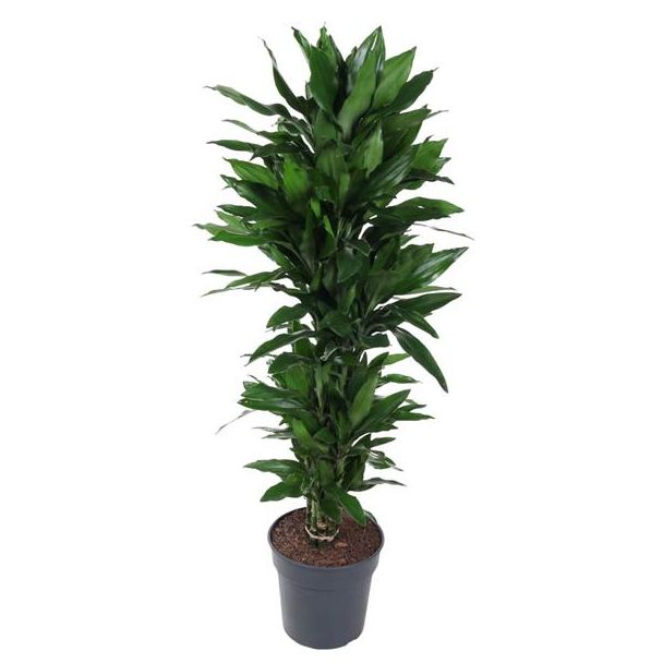 Dracaena Janet Lind - 150 cm - Stijlvolle Binnenplant met Diepgroene Bladeren