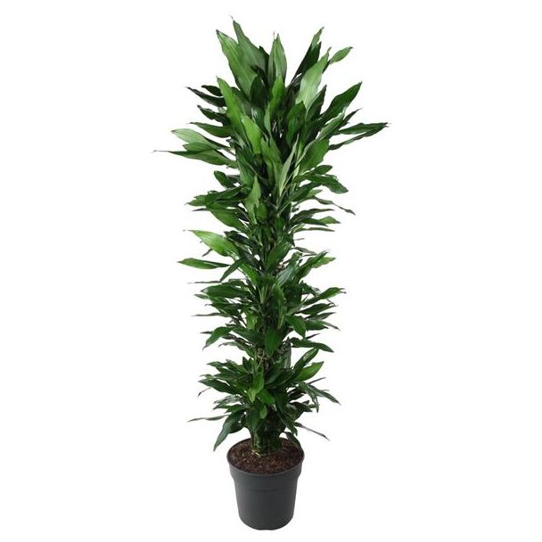 Luxe Dracaena Janet Lind vertakt - 170 cm - Ideaal voor Gezonde Binnenlucht