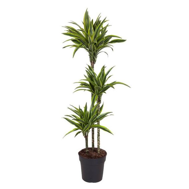 Limoendraak plant binnen (Dracaena Lemon Lime), 140 cm - potmaat 24 cm