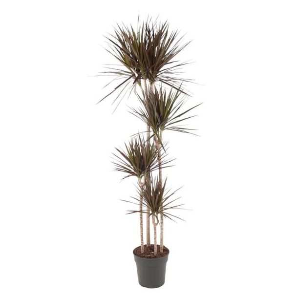 Slanke kamerplant Dracaena Magenta met opvallende magenta-roze randen, 180 cm - ø27