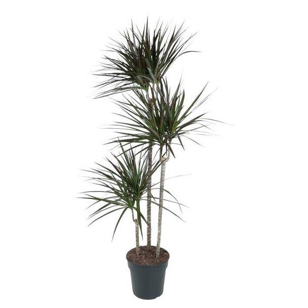 Dracaena Magenta - Luxe Kamerplant 150 cm Ø24 - Magenta Drakenplant met Elegante Bladeren