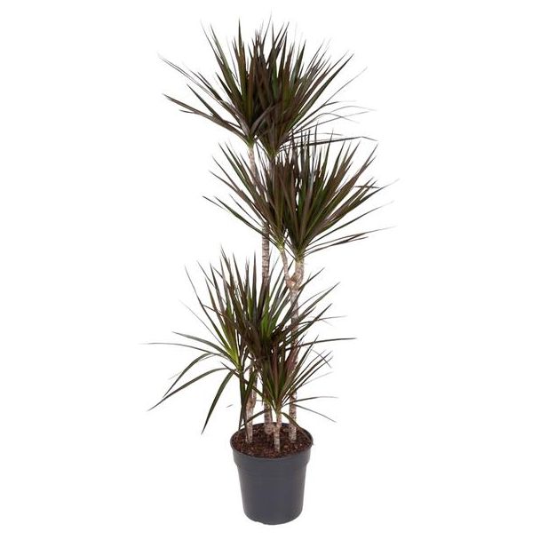 Dracaena Magenta - 150 cm - Opvallende Kamerplant met Magenta-Randen en Onderhoudsarme Zorg