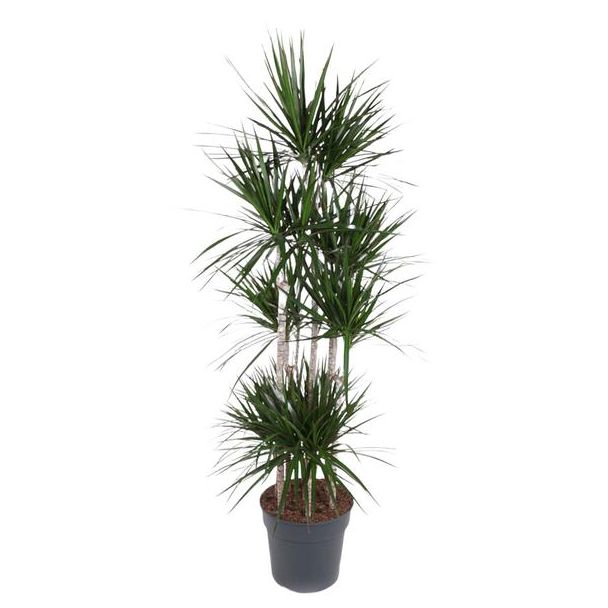 Dracaena Marginata Carrousel - 190 cm Rode Rand Kamerplant