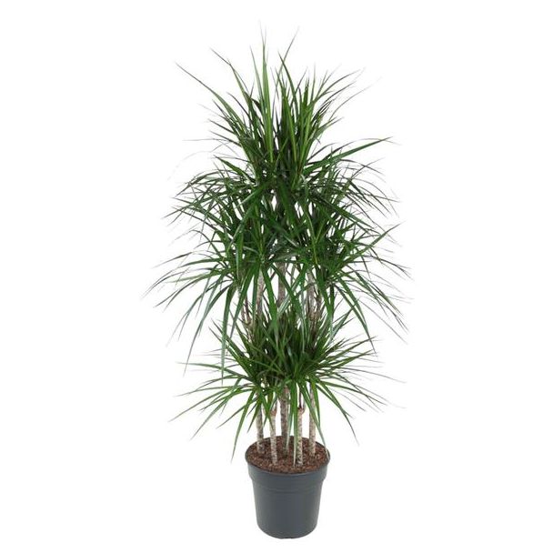 Dracaena Marginata Carrousel - 160 cm | Robuuste Luchtzuiverende Plant