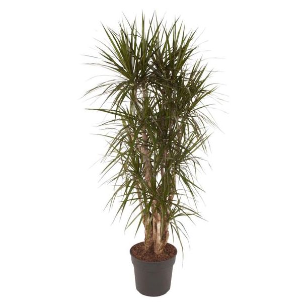 Vertakte variant Dracaena Marginata - ca. 160 cm hoog, ø34 - natuurlijk elegante kamerplanten