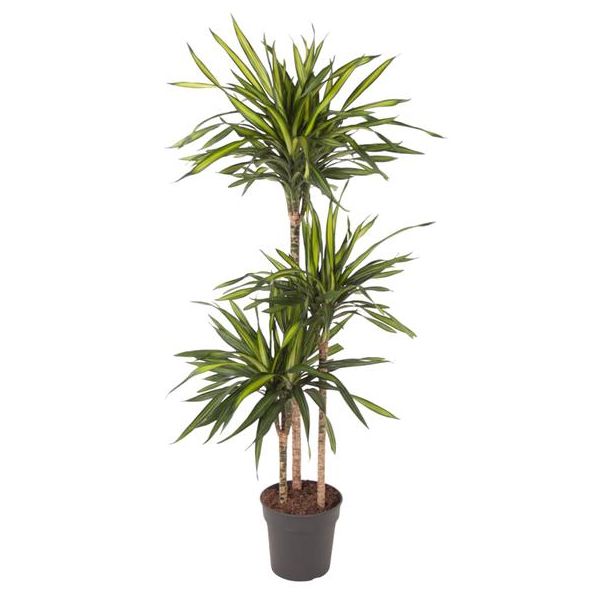 Dracaena Riki Kamerplant - 140 cm - Perfect voor Binnenruimtes