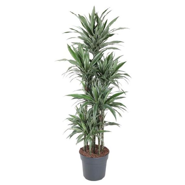 Dracaena Warneckei Carrousel - 180 cm - Gemakkelijk Te Onderhouden Plant