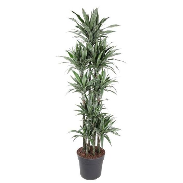 Hoge kamerplant Warneckei Drakenplant Carrousel - 210 cm - Tijdloze, Slanke Kamerplant