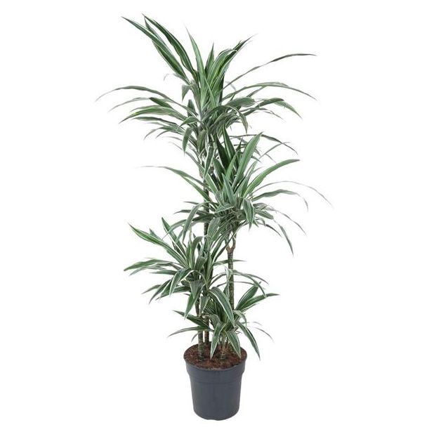 Dracaena Warneckei Carrousel - 150 cm Kamerplant met Witte Strepen