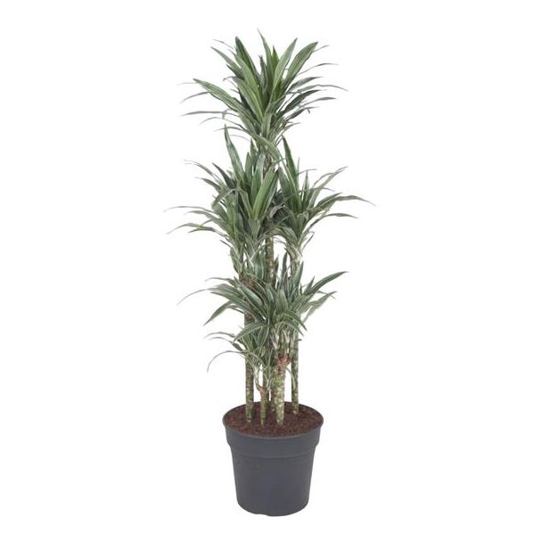 Groen witte plant binnen Dracaena Warneckei Carrousel - 140 cm - ø31 cm