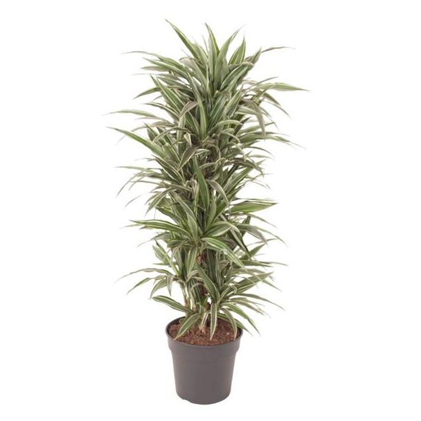 Vertakte Dracaena Warneckei - plant voor binnenruimtes - wit groene bladeren - 140 cm - ø31