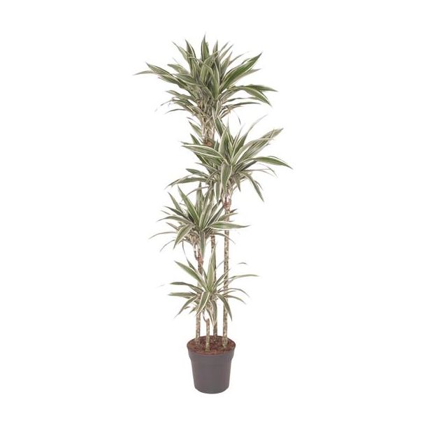 Witte Streeplijndrakenplant | Dracaena White Stripe - ca. 170 cm hoog - ø27 cm