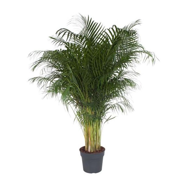 Dypsis Lutescens - 200 cm - Ø34 cm | Exotische Areca Palm / Goudpalm voor Thuis