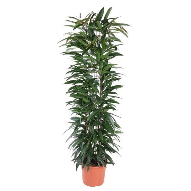 Ficus Alii King zuil - Ficus Amstel King - slanke kamerplant - 150 cm - ø29 - Olijfgroene bladeren