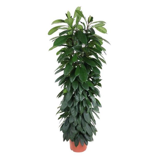 Ficus Moclame zuil, Vijg Cyatistipula binnen - 1,5 meter hoog, potdiameter 29 cm