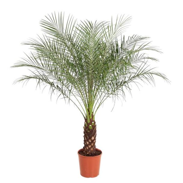 Dwergdadelpalm - Exotische kamerplant - Phoenix Roebelenii - 150 cm - ø27 - Luchtzuiverend