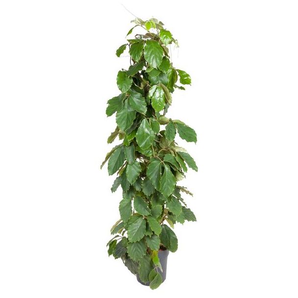 Tetrastigma Voinierianum - 150 cm - ø27