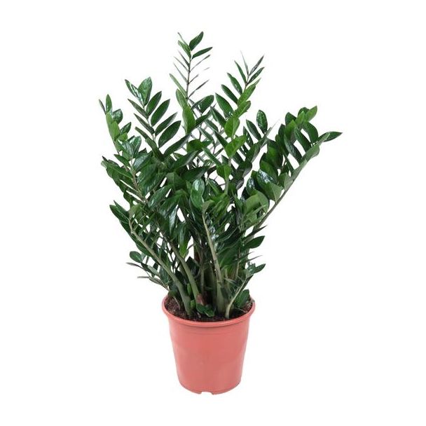 ZZ-plant | Zenzibar Gem | Zamioculcas Zamiifolia | Rustgevende kamerplant - 1 meter hoog, ø27