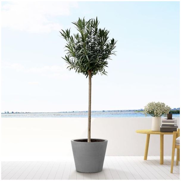 Oleander rood ca. 200 cm hoog, groenblijvende plant, wintergroene exotische plant