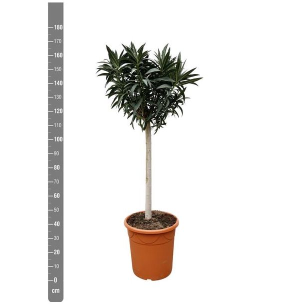 Nerium Oleander boom met witte bloemen, 200 cm hoog, buitenplant