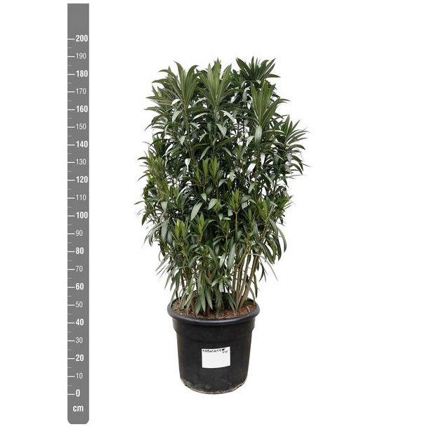 Nerium Oleander struik met verschillende tinten bloemen, ca. 190 cm hoog