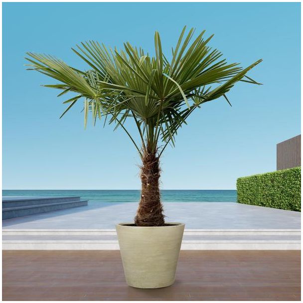 Chinese windmolenpalm met hoogte van ongeveer 235 cm, Trachycarpus