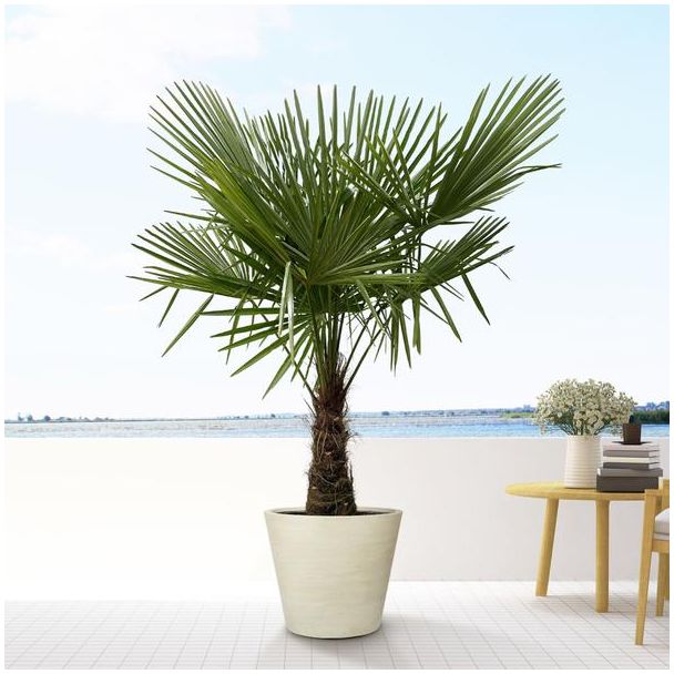 Trachycarpus 180 cm hoog, winterharde palmboom buiten, Chinese windmolenpalm