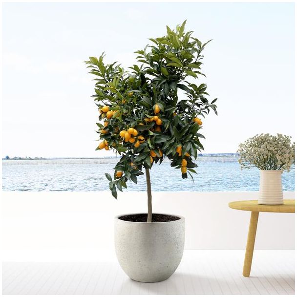 Citrusboom voor binnen en buiten, 150 cm hoog, Citrus Kumquat