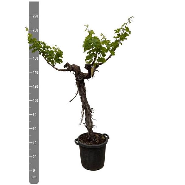 Vertakte druivenboom (Vitis Vinifera), ca. 220 cm hoog