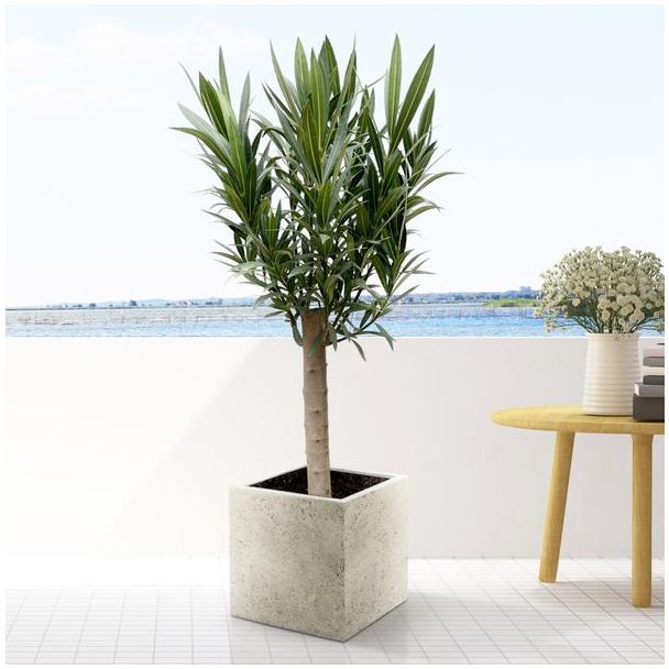 Nerium Oleander boom met witte bloemen 110 cm