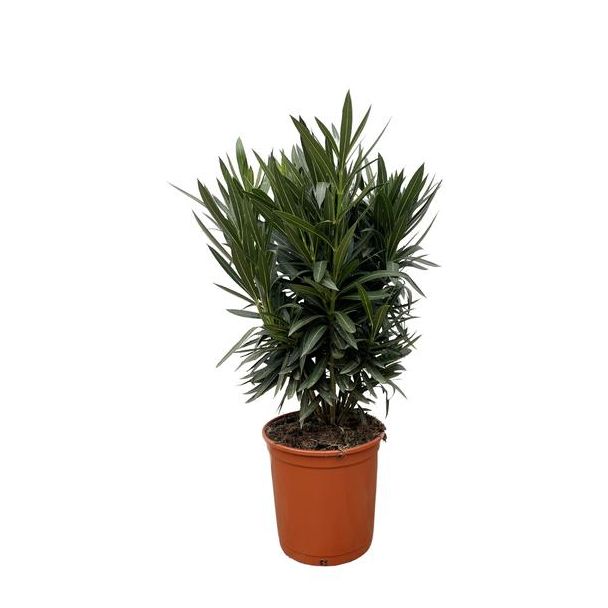 groenblijvende  Nerium Oleander struik met witte bloemen 110 cm hoog - Ø22