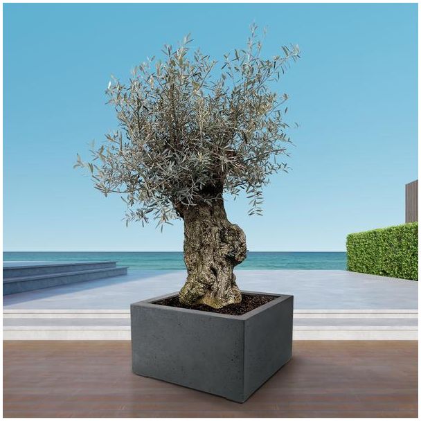 Miniatuurversie van olijfboom voor binnen en buiten, 250 cm hoog, Olea Europaea Bonsai - Ø65