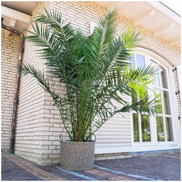 Canarische dadelpalm, ongeveer 300 cm hoog, tropische buitenplant,  ø35 cm