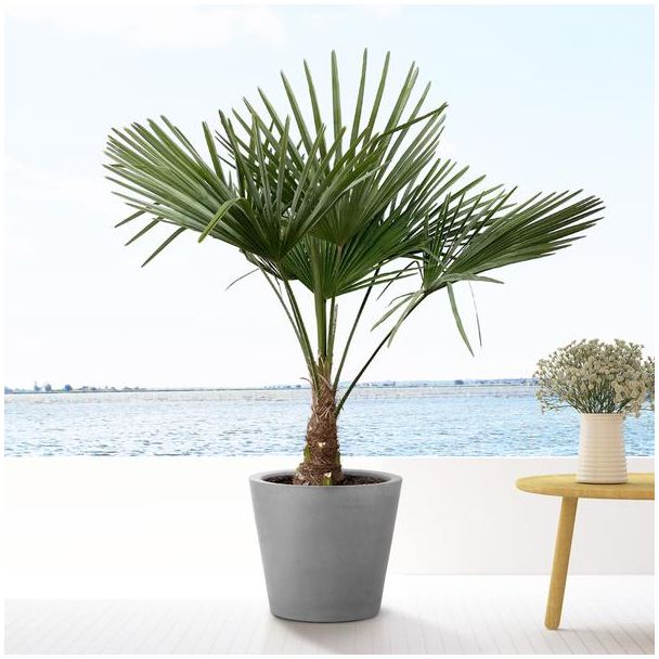 Chinese windmolenpalm ca. 130 cm hoog, winterharde palmboom