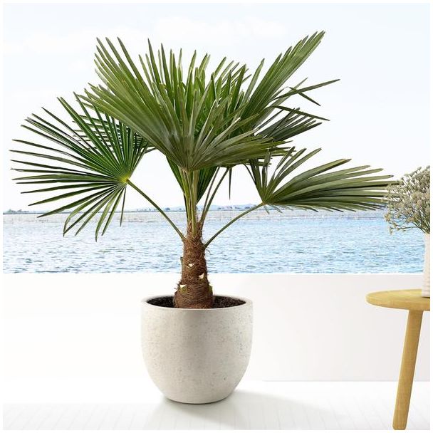 Chinese windmolenpalm (Trachycarpus), ongeveer 90 cm hoog