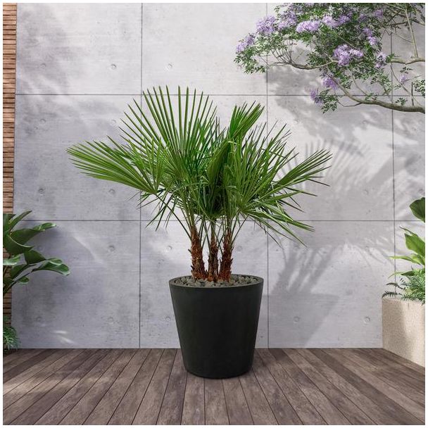 Chinese windmolenpalm met meerdere stammen, 180 cm hoog