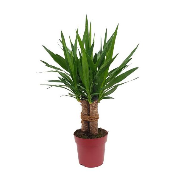 Stijve Yucca voor verschillende binnenruimtes - 70 cm hoog - uitstekende plant voor kantoren en thuis