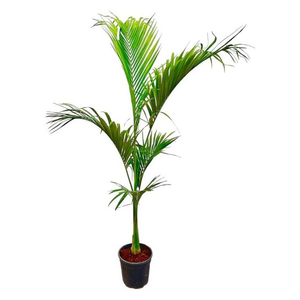 Grote kamerplant Koninginpalm - 2.5 m hoge Archontophoenix Alexandrae opvallend - ø30 cm