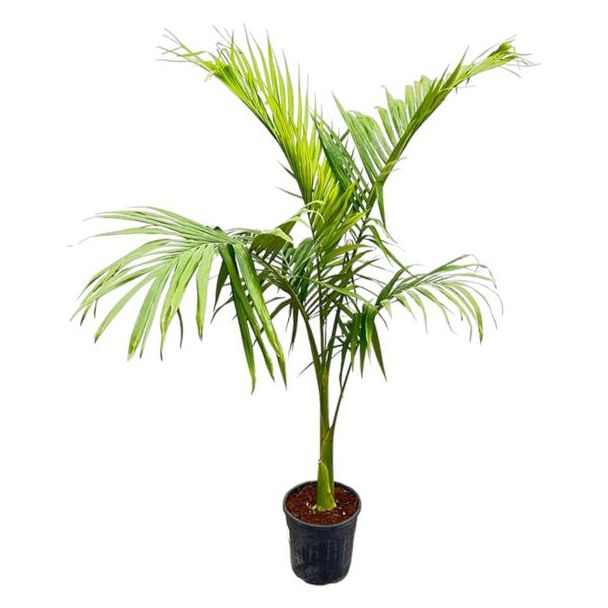 Australische koningspalm - Hoge tropische plant binnen - 200cm - ø30